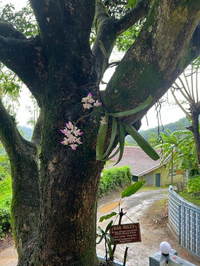 Darshan'S Home Stay マディケーリ エクステリア 写真